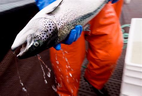 Wild salmon conservation group raises concerns about herring kills at B.C. fish farms